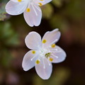 バイカオウレン　　早春の花