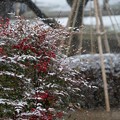 Photos: 兼六園　南天の実と雪