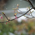 河津桜の蕾　冷たい雪