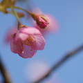 河津桜（2）