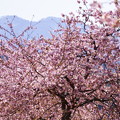 河津桜と山並み(1)