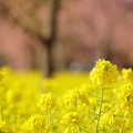 菜の花ロードと河津桜(2)