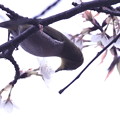 桜メジロ (2)