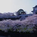 写真: 石川門と満開の桜（2）