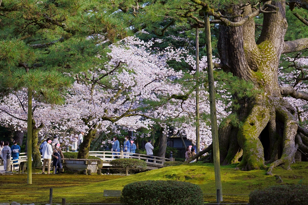 写真: 兼六園　満開の桜　花見橋と根上松