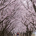 Photos: 満開の桜のトンネル