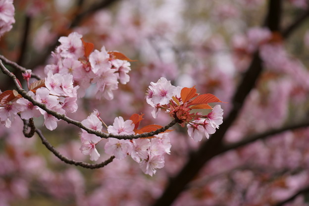 写真: 兼六園熊谷桜