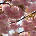 Photos: 八重桜(1)