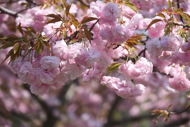 写真: 八重桜（2）