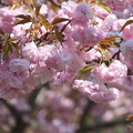八重桜（2）