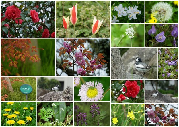 Photos: 近所で見かけた花と鳥