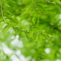 新緑のメタセコイア(1)