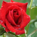 写真: 真紅の薔薇　　しずく　゜〇○〇゜○（2）