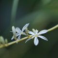Photos: オリヅルランの花