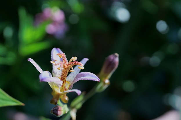 写真: ホトトギスが開花
