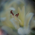 白い彼岸花（4）