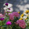 Photos: 玄関前の花