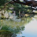 Photos: 霞が池とススキ（2）