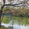 池の紅葉（2）