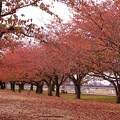桜並木の紅葉（1）