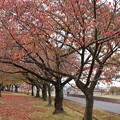 Photos: 桜並木の紅葉（2）