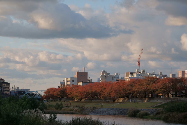 Photos: 犀川の桜並木　紅葉