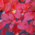 ブルーベリーの紅葉