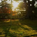 Photos: 根上松と紅葉