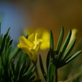 Photos: 黄色いオキザリス　手のような葉