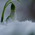 Photos: スノードロップ　　「雪のしずく」