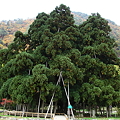 吉野工芸の里　杉の巨木「御佛供杉」?　国指定天然記念物