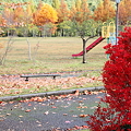 公園のドウダンツツジの紅葉と落ち葉