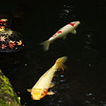 霞ヶ池　落ち葉と鯉(1)