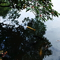 兼六園　霞ヶ池　落ち葉と鯉(2)