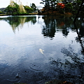 兼六園　霞ヶ池　鯉(2)