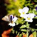 写真: ビオラと蝶