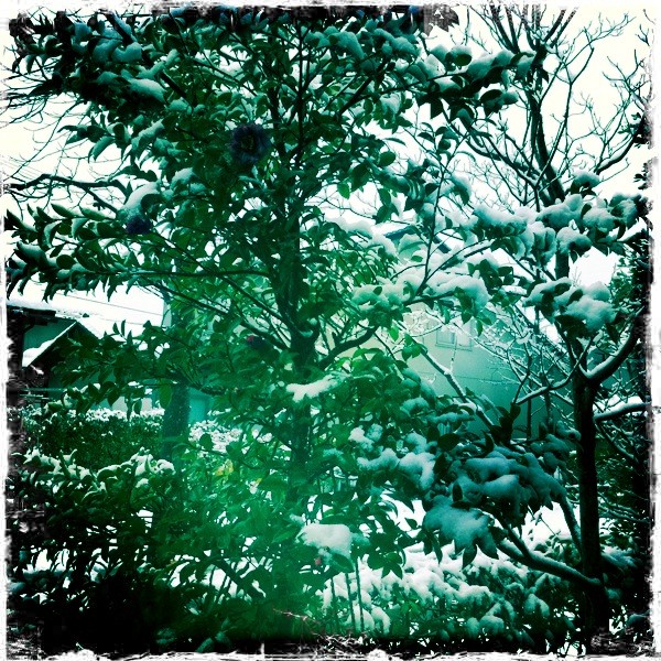 iPhone4 カメラアプリ Hipstamatic 今日の雪