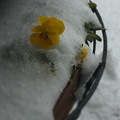 雪の中のビオラ　iPhone4