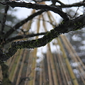 Photos: 梅の木と松の雪つり?　兼六園