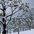 写真: 枝の雪