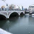 浅野川大橋とユリカモメ