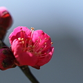 写真: 紅梅がほころんで！　ようやく春が(*^-^)