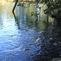 霞ヶ池　鯉