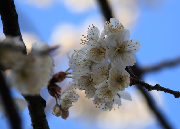 青空と桜(3)　カラミザクラ