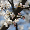 桜(1)　ソメイヨシノが開花