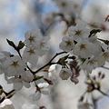 写真: 桜(2)　ソメイヨシノが開花