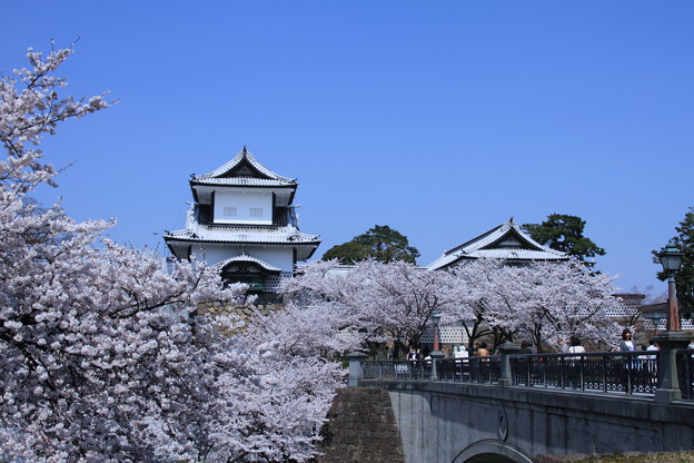 写真: 青空と満開のソメイヨシノ　石川門