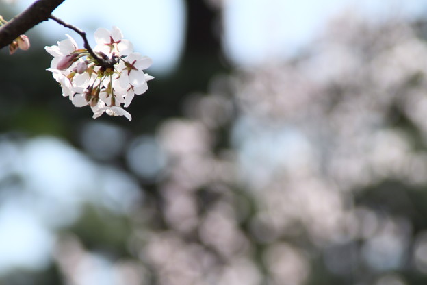 写真: 桜(3)