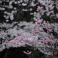 梅と桜の共演
