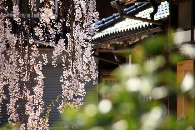 写真: 旧家の枝垂れ桜?　樹齢１００年余